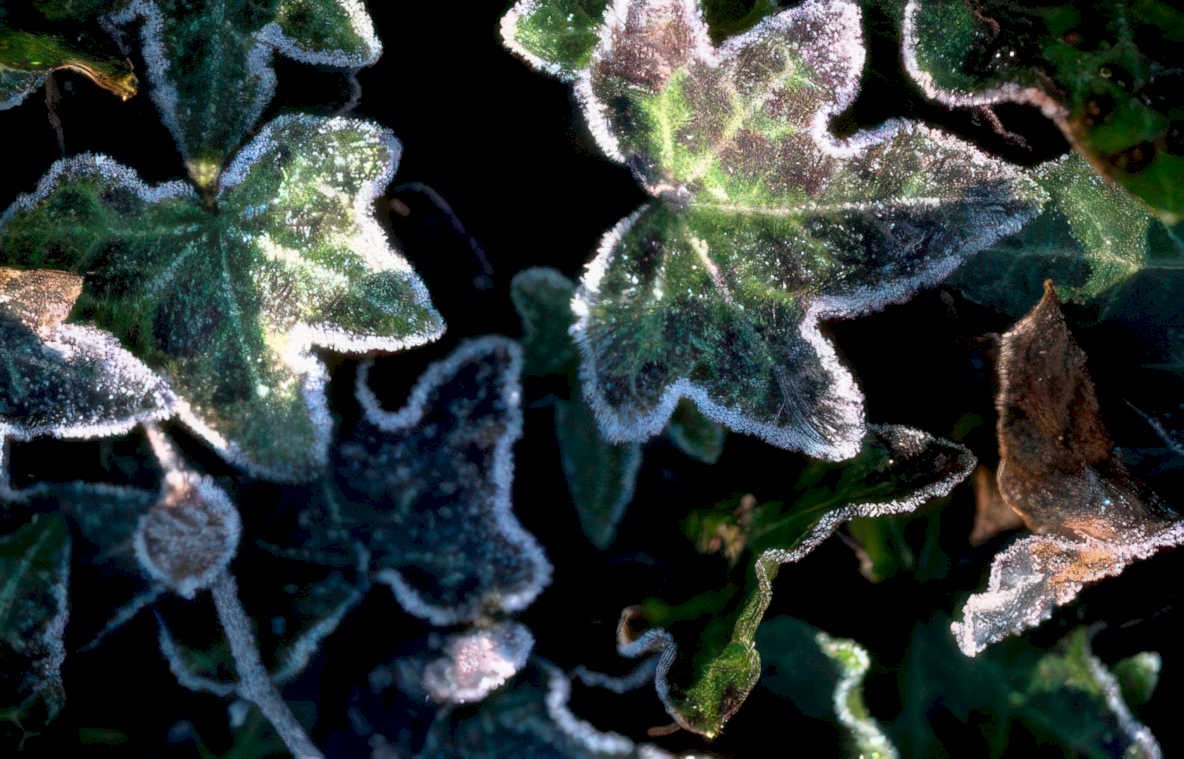 ivy frost leaves 3 Vintage A4 Photo Print
