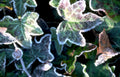 ivy frost leaves 4 Vintage A4 Photo Print