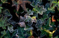 ivy frost leaves 5 Vintage A4 Photo Print