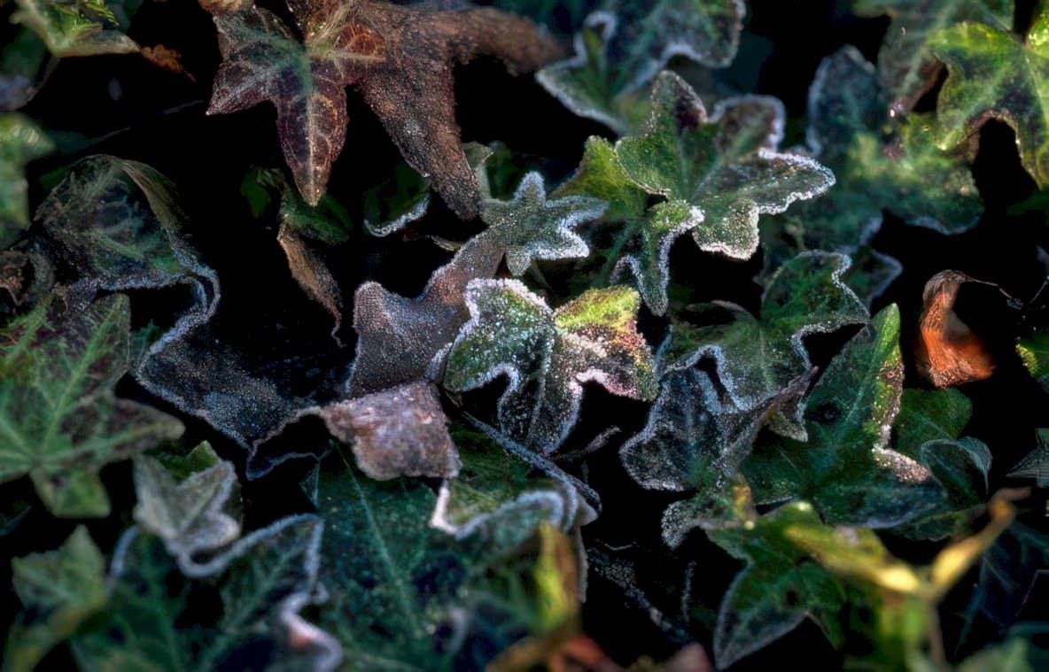 ivy frost leaves 5 Vintage A4 Photo Print