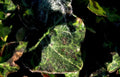 ivy frost leaves 8 Vintage A4 Photo Print