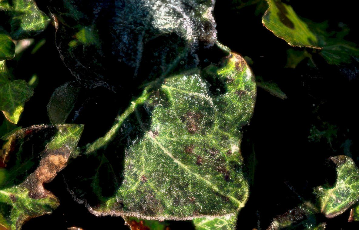 ivy frost leaves 8 Vintage A4 Photo Print