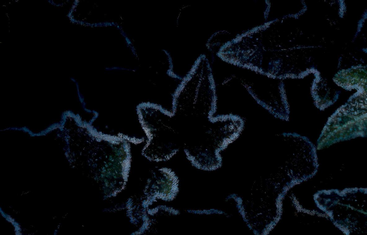 ivy leaves night Vintage A4 Photo Print