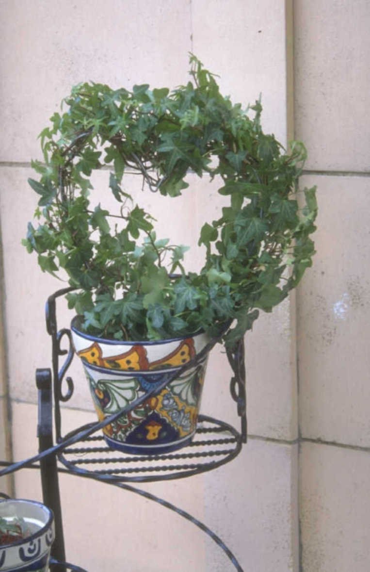 ivy pot stand 1980s 1990s A4 Photo Print