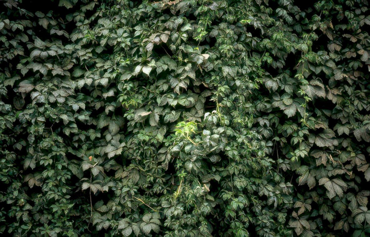 ivy wall detail Vintage A4 Photo Print