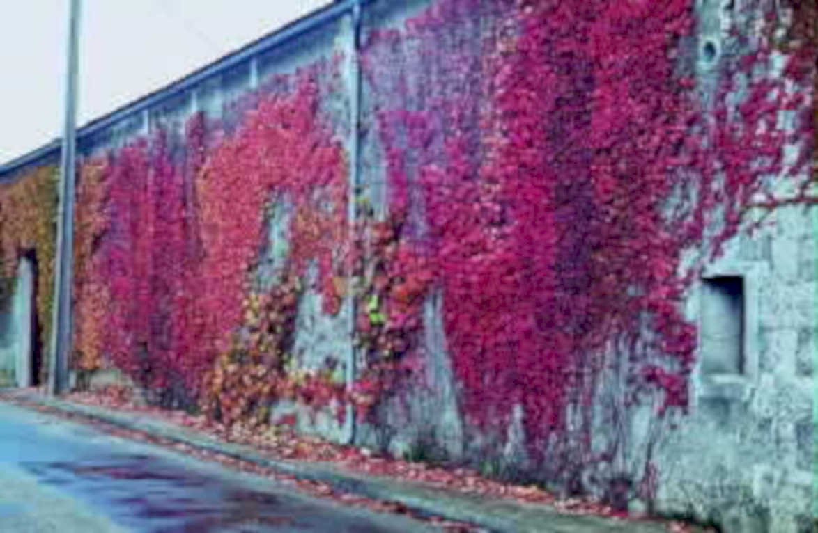 ivy wall stone1980s 1990s A4 Photo Print