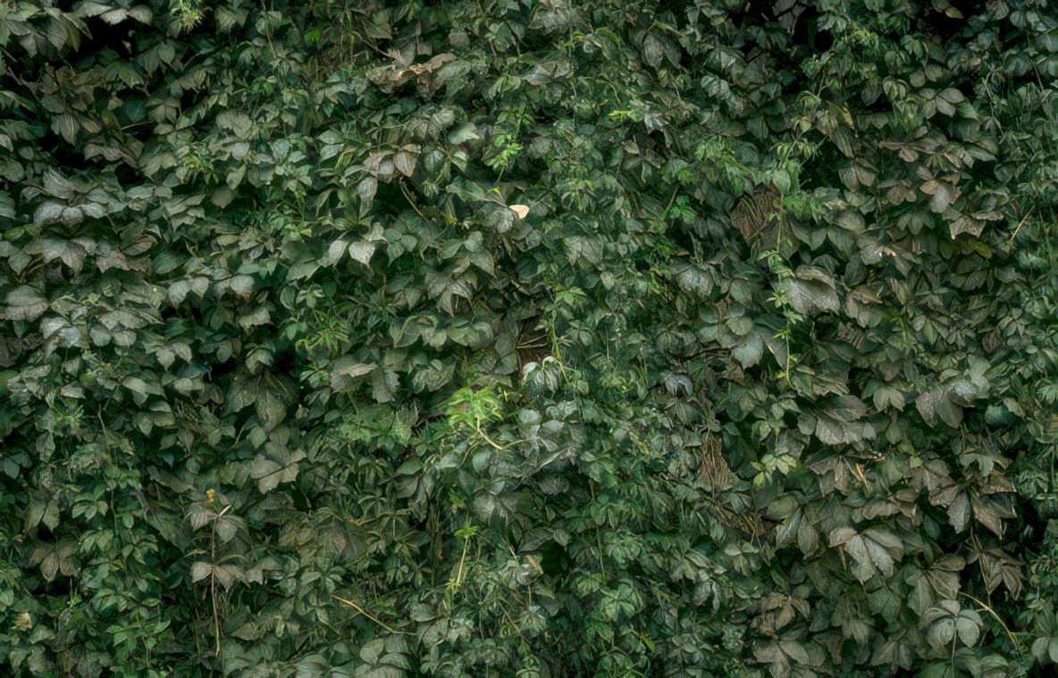 ivy wall texture Vintage A4 Photo Print