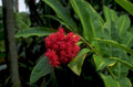 ixora flowers red 1980s 1990s A4 Photo Print