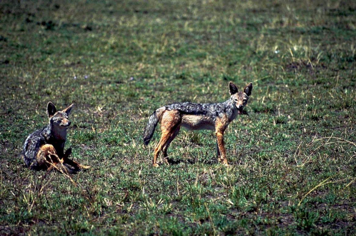 jackal savanna wildlife1980s 1990s A4 Photo Print