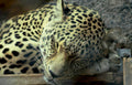 jaguar sleeping zoo Vintage A4 Photo Print