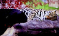 jaguar sleeping zoo1980s 1990s A4 Photo Print