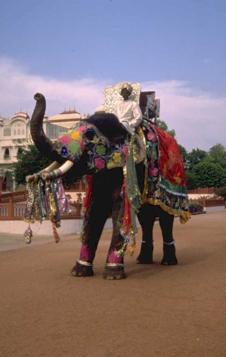 jaipur elephant parade 1980s 1990s A4 Photo Print