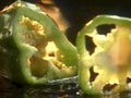 jalapeno flame damage1980s 1990s A4 Photo Print