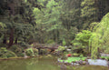 japanese garden pond Vintage A4 Photo Print