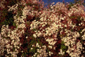 jasmine bloom spring 1980s 1990s A4 Photo Print