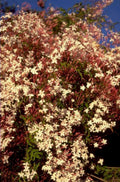 jasmine blossoms sky 1980s 1990s A4 Photo Print
