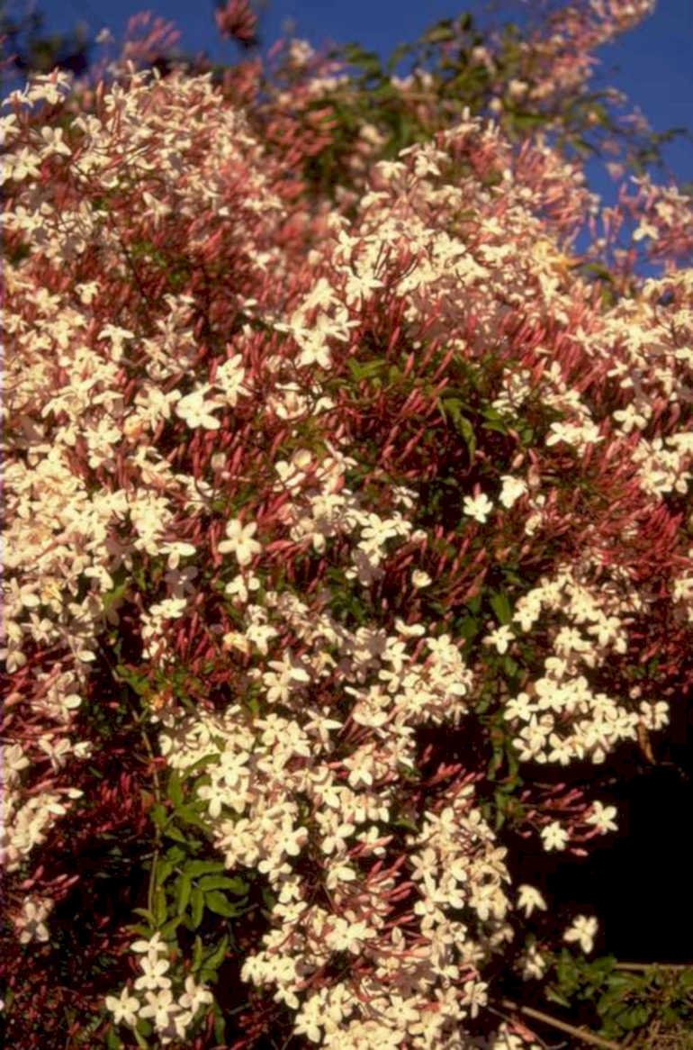 jasmine blossoms sky 1980s 1990s A4 Photo Print