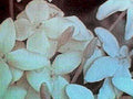 jasmine flowers1980s 1990s A4 Photo Print