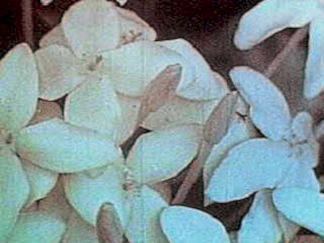 jasmine flowers1980s 1990s A4 Photo Print