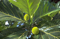 jatropa leaves fruit 1980s 1990s A4 Photo Print