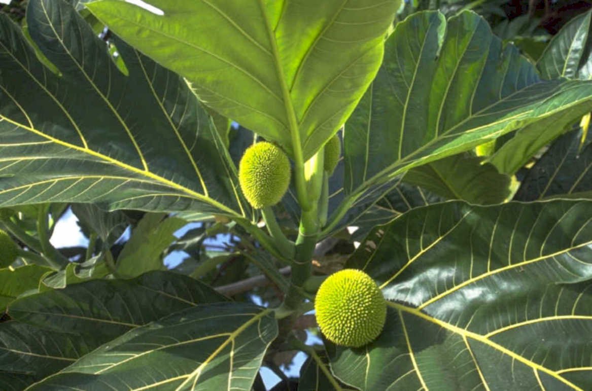 jatropa leaves fruit 1980s 1990s A4 Photo Print