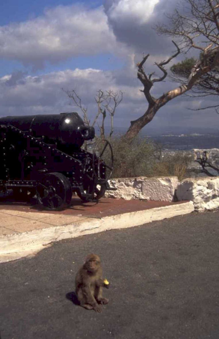 jerusalem cannon monkey 1980s 1990s A4 Photo Print