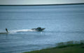 jet ski wakeboard Vintage A4 Photo Print