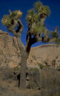 joshua tree california 1980s 1990s A4 Photo Print