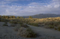joshua tree golden 1980s 1990s A4 Photo Print