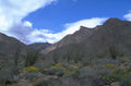 joshua tree landscape 1980s 1990s A4 Photo Print