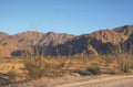 joshua tree landscape 2 1980s 1990s A4 Photo Print