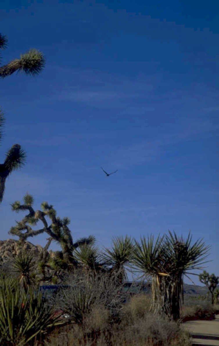 joshua trees condor 1980s 1990s A4 Photo Print