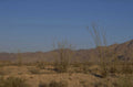 joshua trees desert 1980s 1990s A4 Photo Print