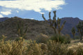 joshua trees landscape 1980s 1990s A4 Photo Print