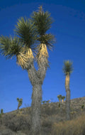 joshua trees mojave 1980s 1990s A4 Photo Print