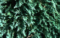 juniper branch detail Vintage A4 Photo Print