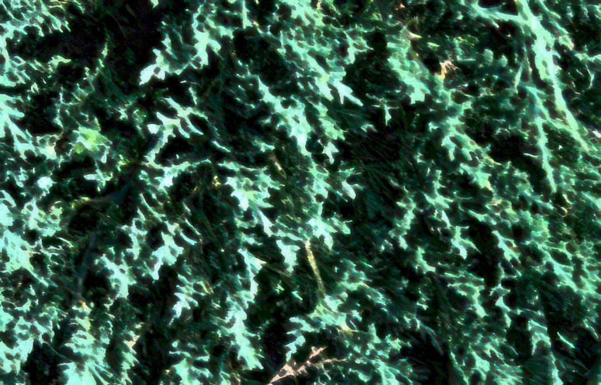 juniper branch detail Vintage A4 Photo Print