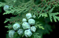 juniper buds cones Vintage A4 Photo Print