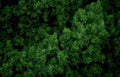 juniper bush night Vintage A4 Photo Print