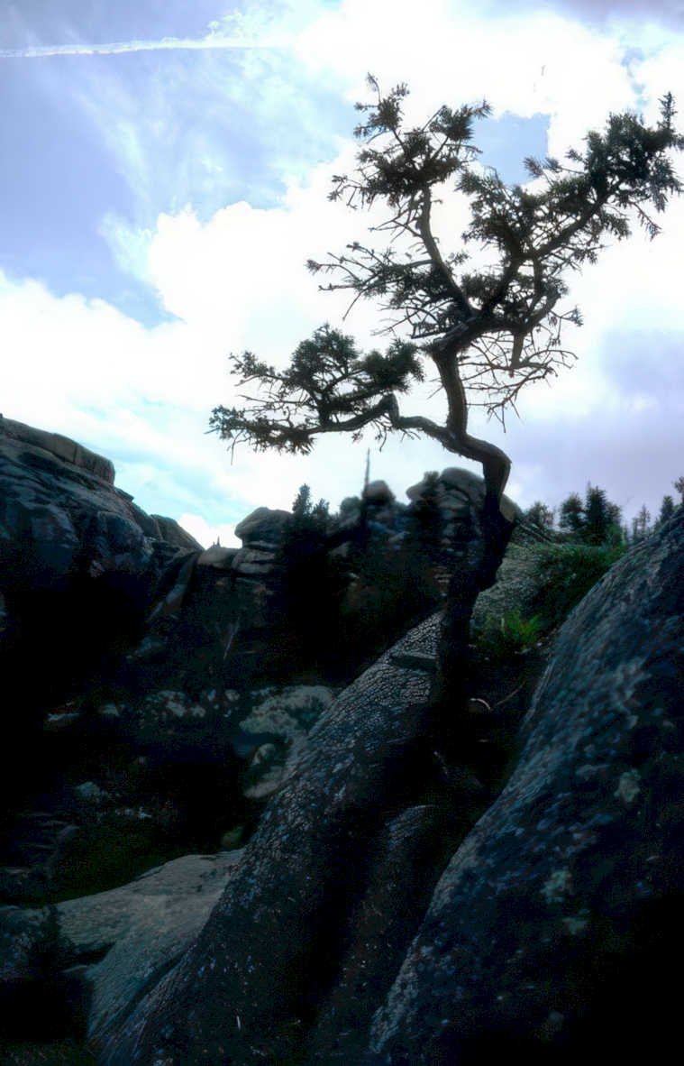 juniper cliff rocks Vintage A4 Photo Print