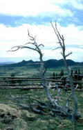 juniper fence mountains Vintage A4 Photo Print