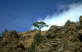 juniper hillside sky Vintage A4 Photo Print