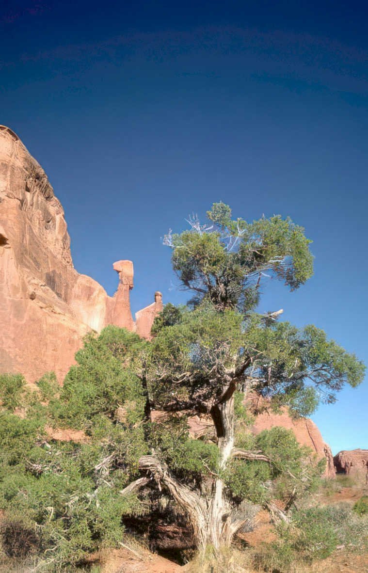 juniper red sandstone Vintage A4 Photo Print