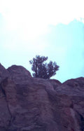 juniper rock sky Vintage A4 Photo Print