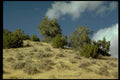 juniper sagebrush hills1980s 1990s A4 Photo Print