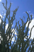 juniper tree sky 1980s 1990s A4 Photo Print