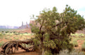 juniper valley roots Vintage A4 Photo Print