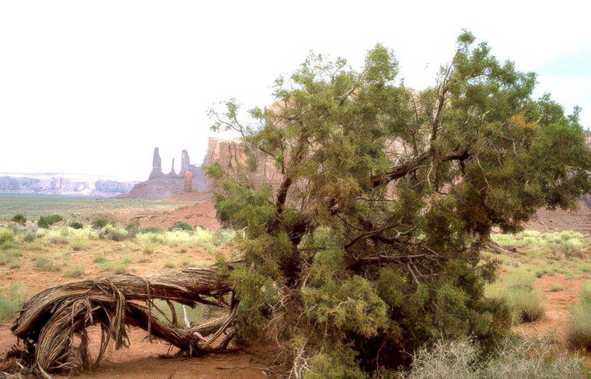 juniper valley roots Vintage A4 Photo Print