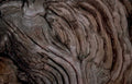 juniperbark texture macro Vintage A4 Photo Print
