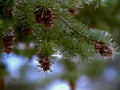 junipercones wet forest1980s 1990s A4 Photo Print